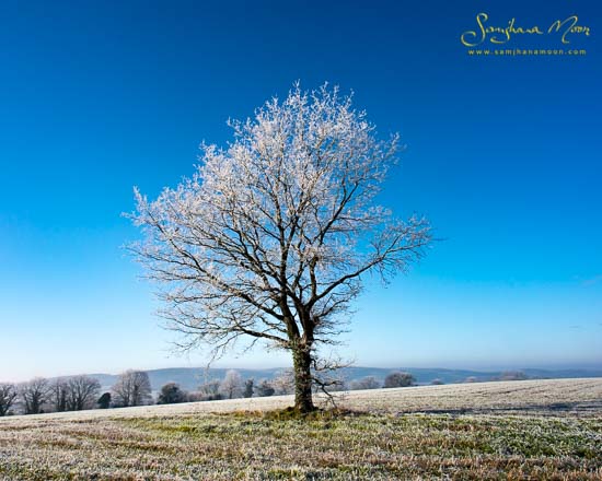 Frosty Winter Oak Tree